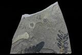 Pennsylvanian Fern (Neuropteris) Fossils - Kinney Quarry, NM #80452-3
